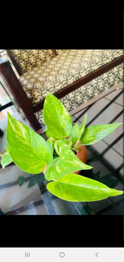 Orange Villa Hikkaduwa Dış mekan fotoğraf